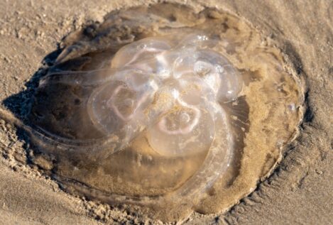 La temporada de medusas en España se alarga por el aumento de temperaturas