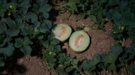 Hallan restos de un pesticida prohibido por la UE en melones procedentes de Marruecos