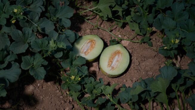 Hallan restos de un pesticida prohibido por la UE en melones procedentes de Marruecos