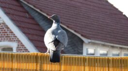 Consejos para mantener a los pájaros alejados de tu terraza, patio, huerto o jardín