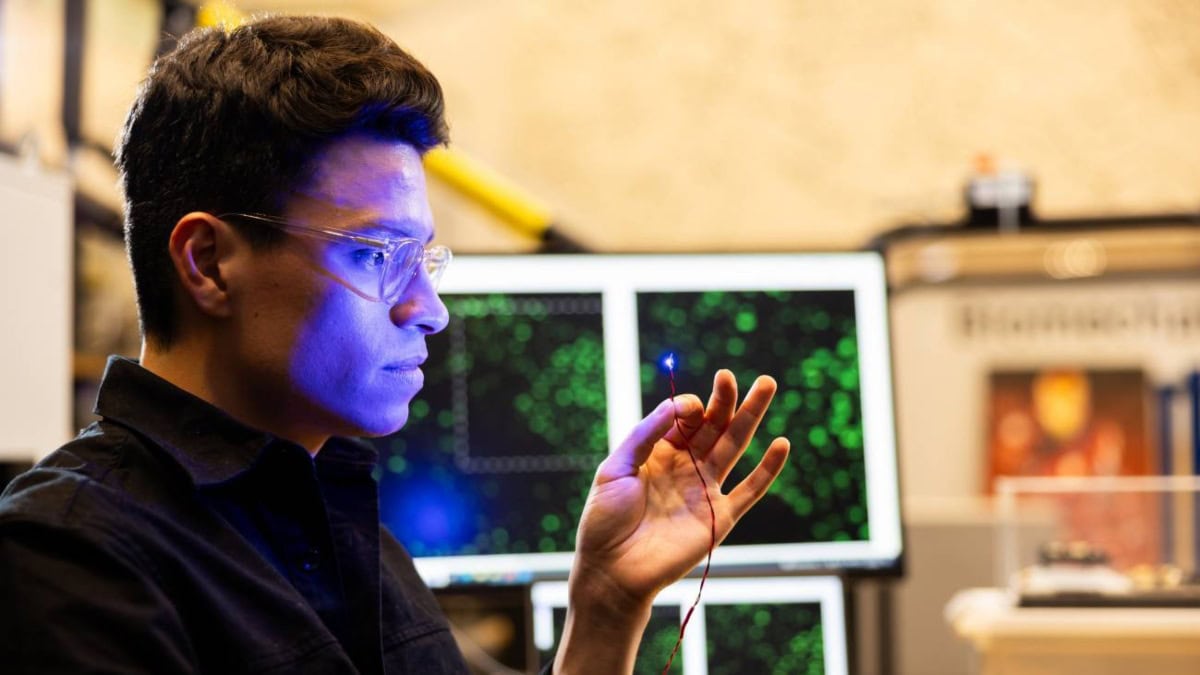 Un equipo de científicos del MIT logra controlar los músculos de ratones con luz