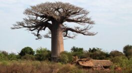 Descifrado el linaje ancestral del baobab
