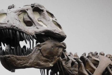 El 'Tyrannosaurus rex' no era tan listo como se pensaba
