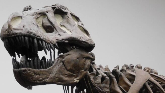 El 'Tyrannosaurus rex' no era tan listo como se pensaba