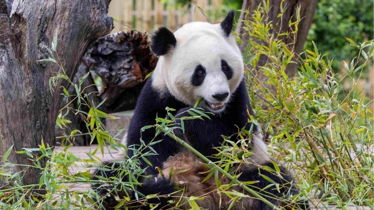 La familia del Zoo de Madrid crece: llegan Jin Xi y Zhu Yu, la nueva pareja de pandas gigantes