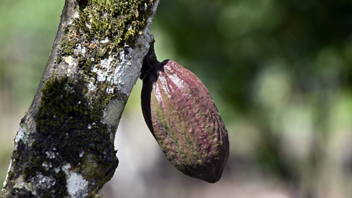 Lluvias, sequías y mercados: de repente, tu bombón de chocolate cuesta más del doble