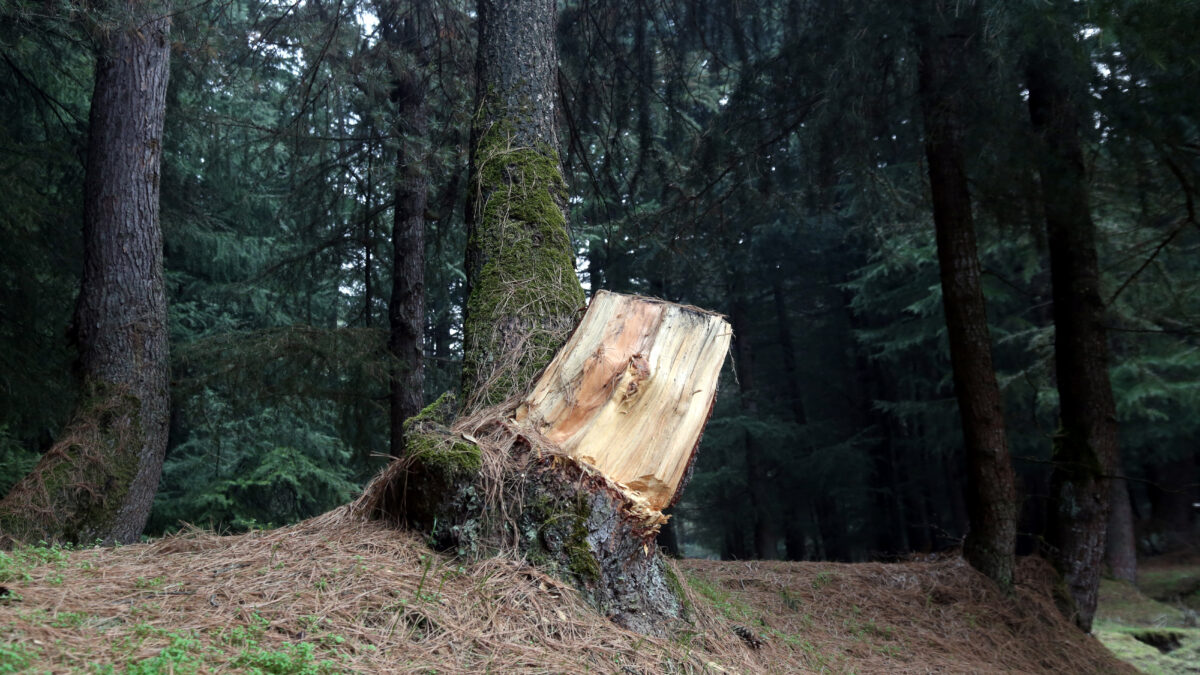 El efecto mariposa de la destrucción mundial de los bosques (y cómo conjurarlo)