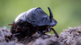 Un mundo sin escarabajos peloteros sería un desastre (y en Australia lo saben)