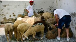 Murcia, epicentro de la ola de robo de corderos: «No nos despegamos de las cámaras»