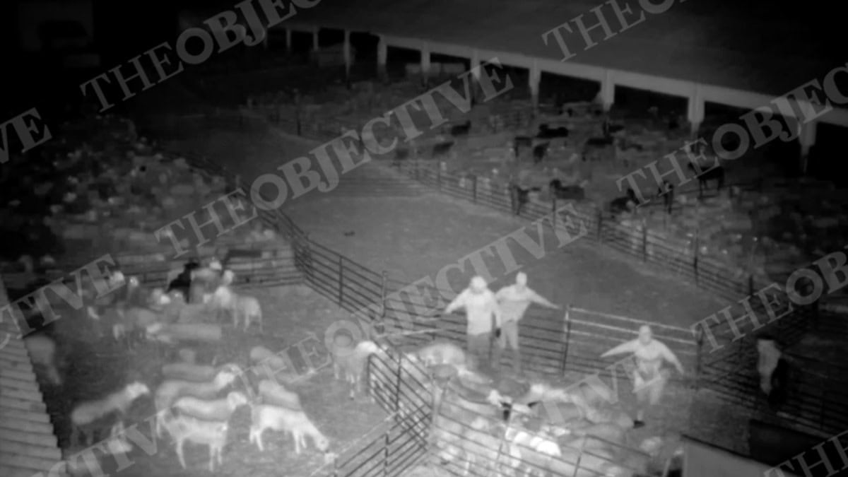 Roban cientos de corderos en granjas españolas en vísperas de la fiesta del sacrificio