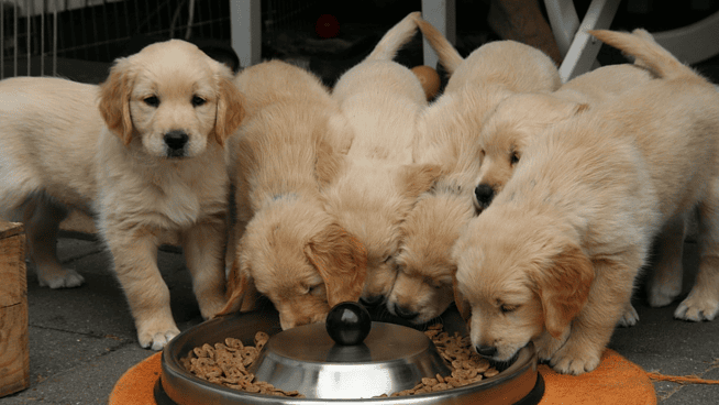 El negocio de clonar mascotas llega a España: perros por 55.000 euros y gatos por 50.000