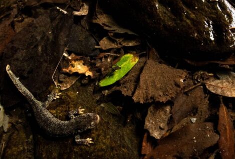 Descubren una nueva subespecie del Tritón del Montseny en Cataluña