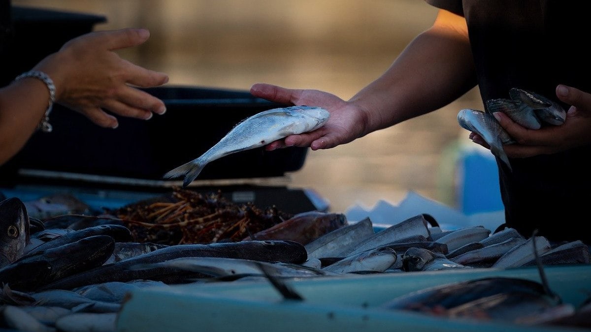 Los pescados que no debes comprar: los médicos no los recomiendan