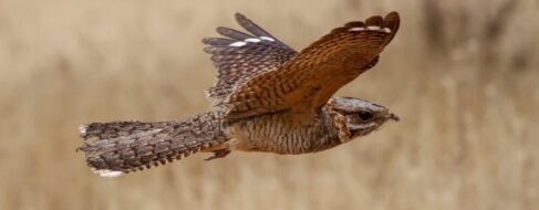 Por qué algunas aves migratorias llegan con dedos amputados a España