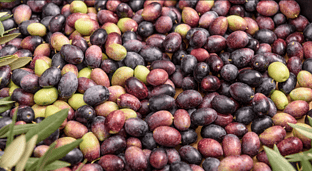 Así podemos aprovechar los huesos de aceituna para producir biocombustibles