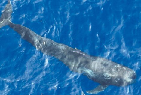 Islandia, Japón y Noruega siguen cazando ballenas, una especie en peligro de extinción