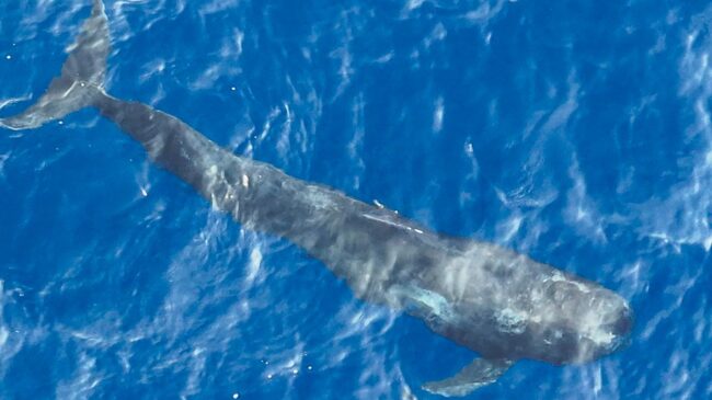 Una ballena se acerca a 50 metros de la playa de Barcelona en el último domingo del año