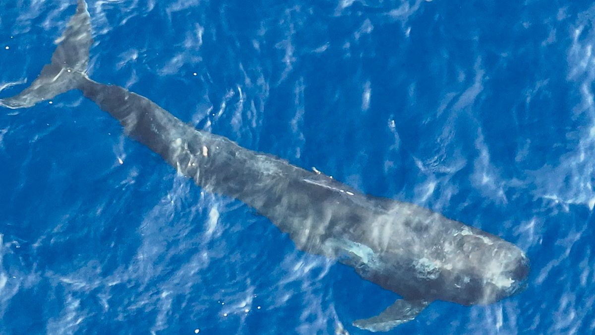 Los delfines y las ballenas también sufren herpes