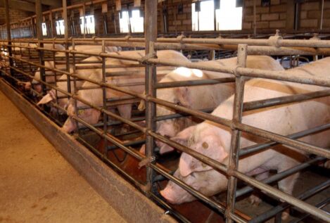 China amenaza las importaciones de cerdo de la UE tras los aranceles a los coches eléctricos