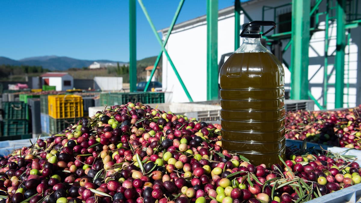 Jaén marca un hito en exportaciones y ya es la segunda provincia andaluza que más crece