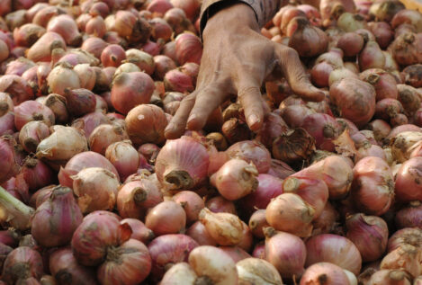 La importación de cebolla de terceros países asfixia a los productores malagueños
