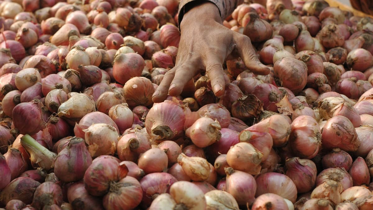 La importación de cebolla de terceros países asfixia a los productores malagueños