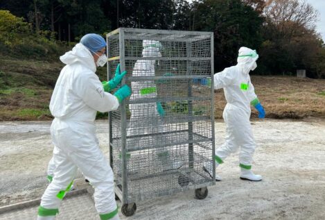 Europa se prepara para una posible pandemia de gripe aviar y compra 665.000 vacunas