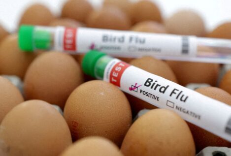 México registra la primera muerte humana por gripe aviar en el mundo