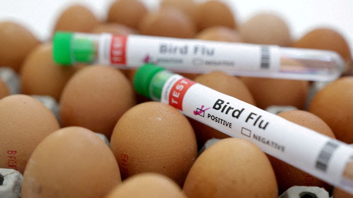 México registra la primera muerte humana por gripe aviar en el mundo