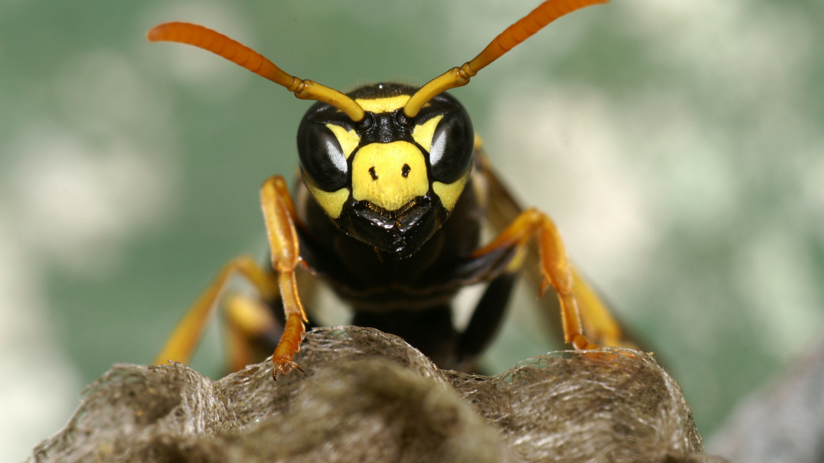 Estos son los insectos más peligrosos del verano español: dónde aparecen y cómo son