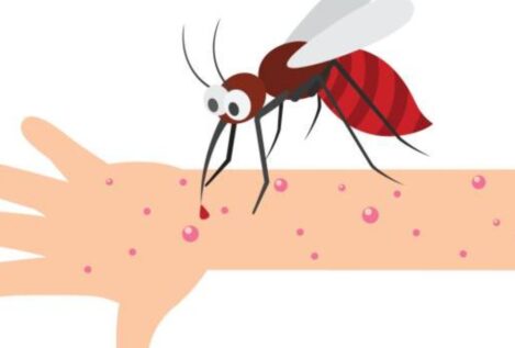 Este es el truco viral para acabar con los mosquitos en verano