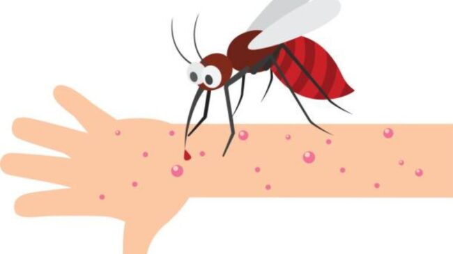 Este es el truco viral para acabar con los mosquitos en verano