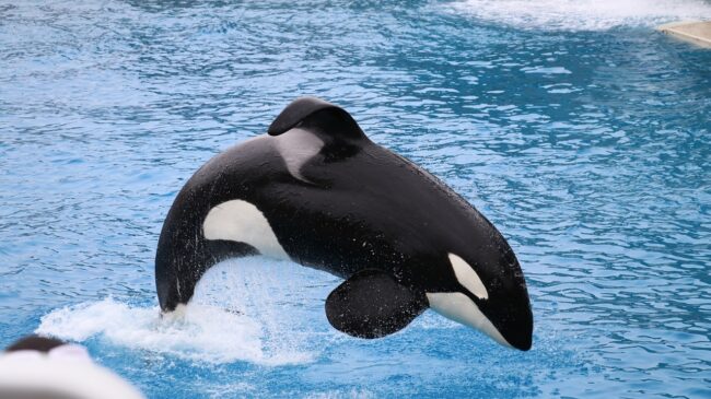 Un estudio revela por qué las orcas atacan los veleros
