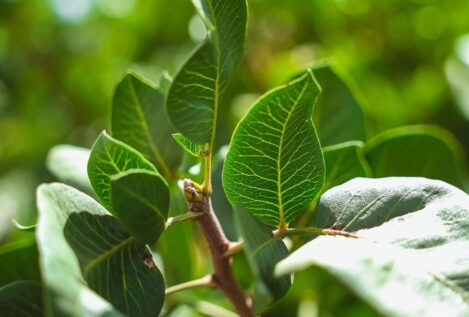 El cultivo del pistacho se dispara en España un 3.000% en 10 años