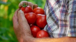 El campo estalla contra Hacienda por excluir el tomate y el pepino de la rebaja de módulos