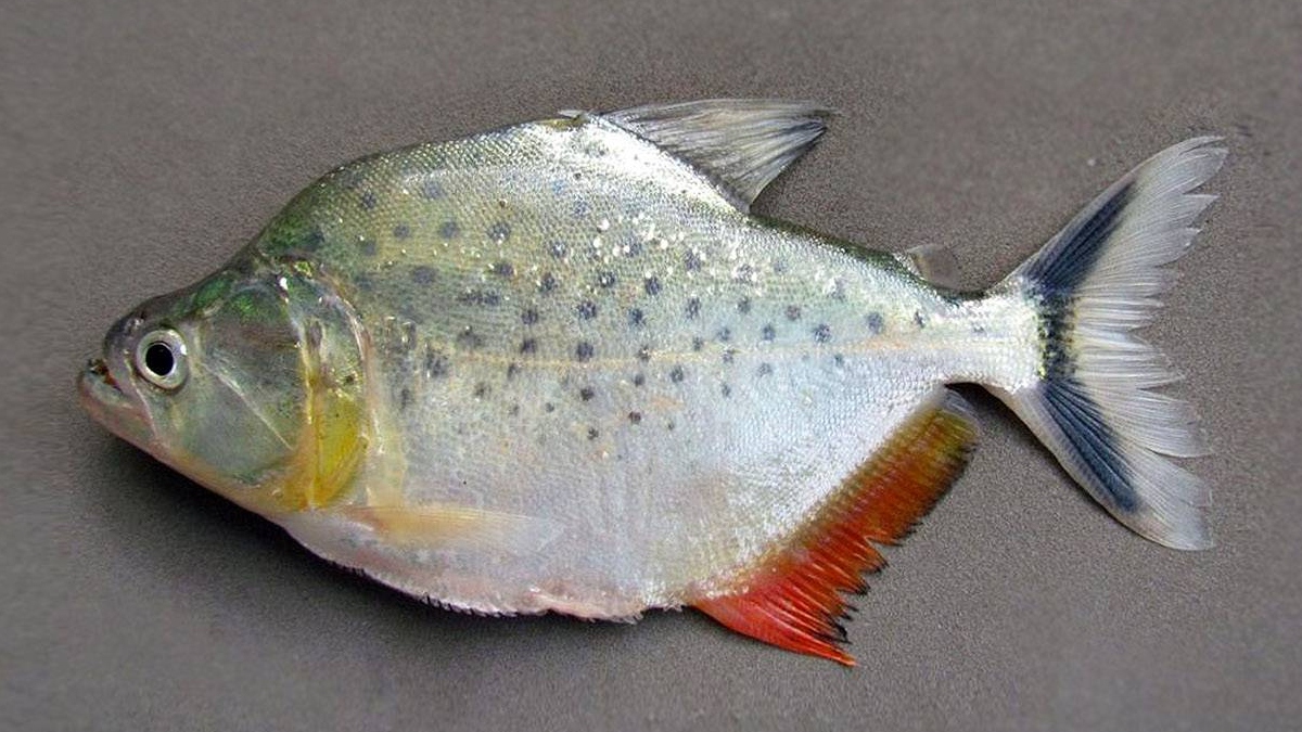 Descubierta una nueva especie de piraña en Bolivia