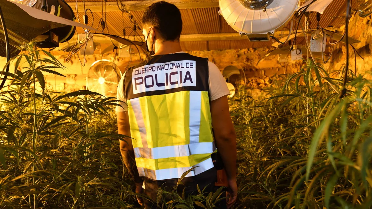 Las plantaciones de marihuana en barrios de Almería obligan a Endesa a triplicar la potencia