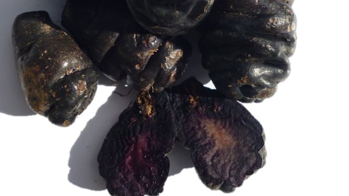Mashua negra, el alimento que es oro: produce colágeno y protege el corazón