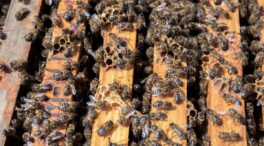 El Gobierno inicia los trámites para modificar la norma de calidad de la miel
