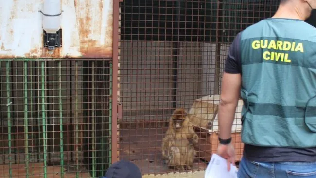 Hallan dos monos de Gibraltar encerrados y sin cuidar en el patio de una casa de Granada