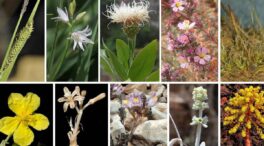 Un equipo de botánicos españoles descubre nuevas plantas