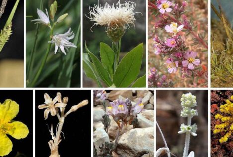 Un equipo de botánicos españoles descubre nuevas plantas