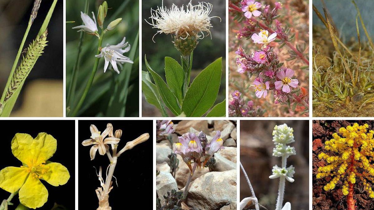 Un equipo de botánicos españoles descubre nuevas plantas