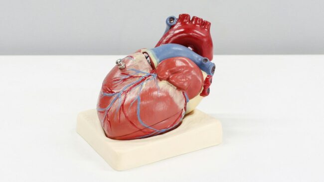 ¿Sentir los latidos del corazón es normal en un corazón sano?