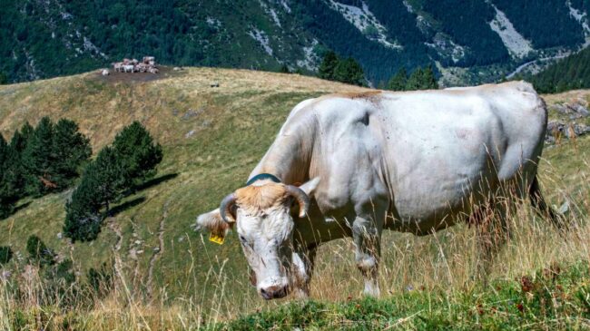 Ganaderos leridanos defienden las plantas de biogás como solución a la gestión de los purines