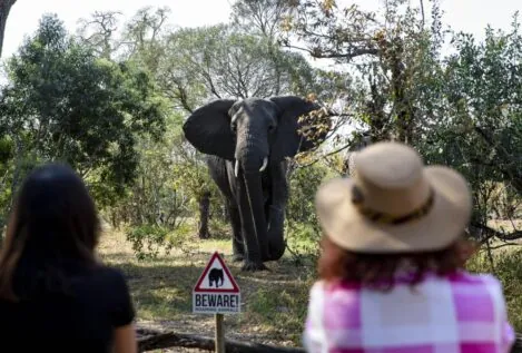 Muere un turista español aplastado por un elefante en Sudáfrica