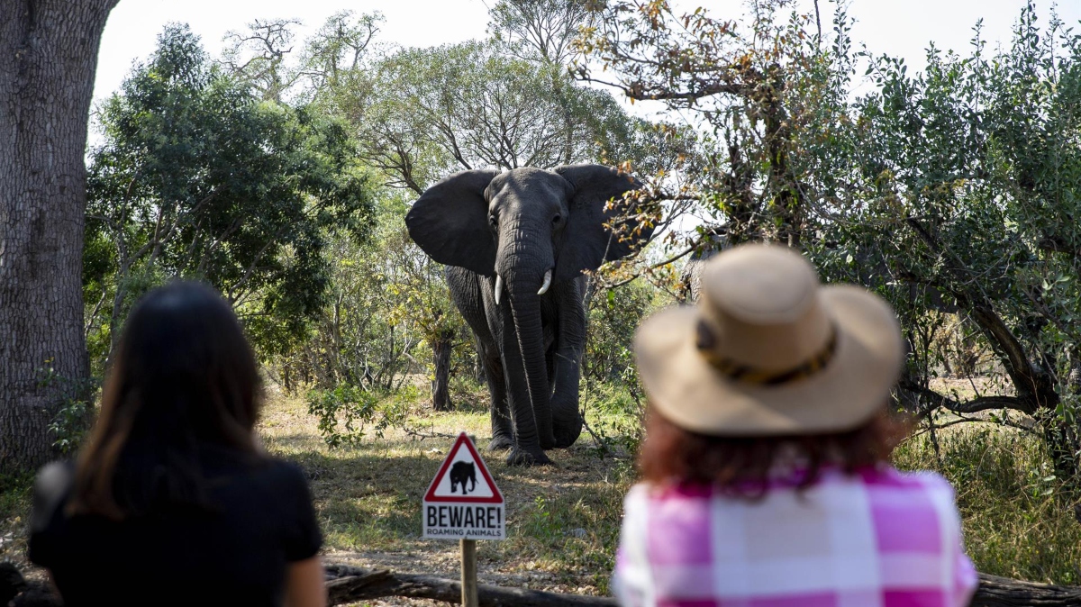 Muere un turista español aplastado por un elefante en Sudáfrica