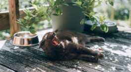 Cuatro trucos infalibles para refrescar a tu gato en verano