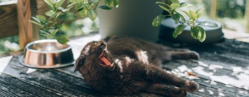 Cuatro trucos infalibles para refrescar a tu gato en verano