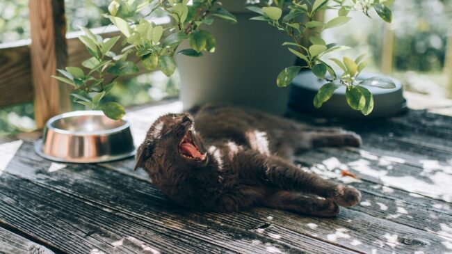Cuatro trucos infalibles para refrescar a tu gato en verano